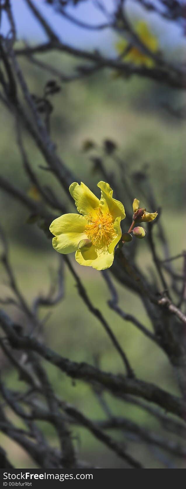 Lonely tropical flower (Hawaii)