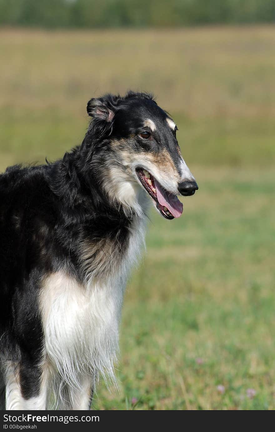 Portrait of Borzoi   on the grass. Portrait of Borzoi   on the grass