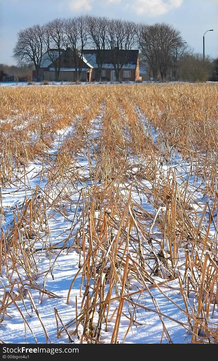 Winter at the countryside