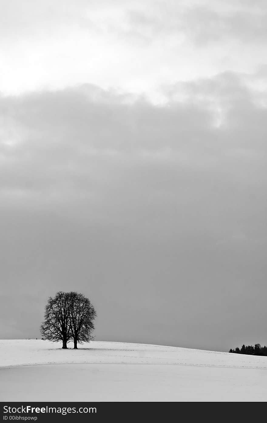 Winter solitude, tree and snow