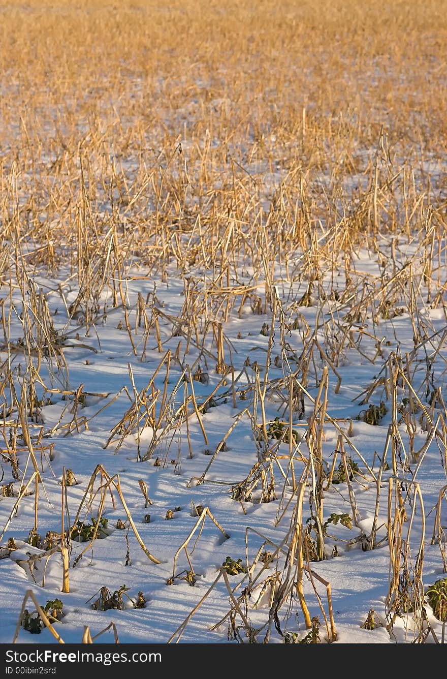 Winter Sunset