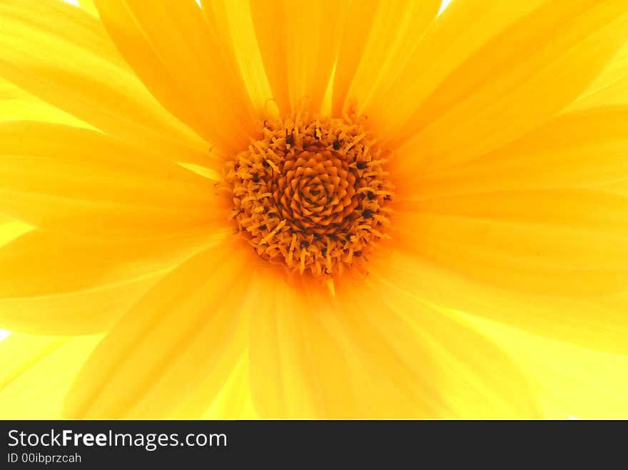 Close up of yellow gerber on light box. Close up of yellow gerber on light box