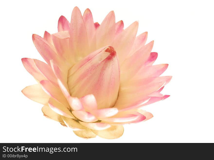 Paper flower on light box