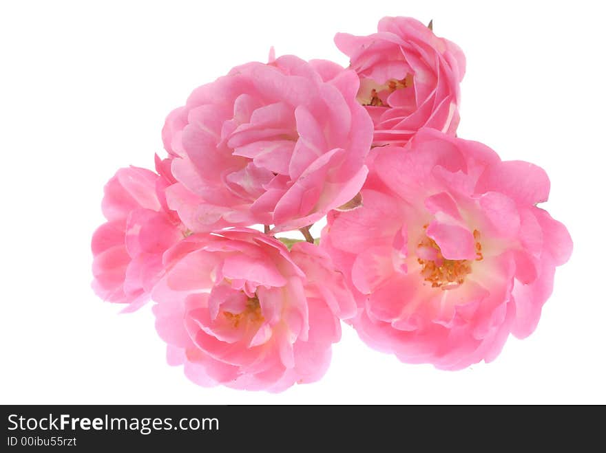 Pink roses on light box