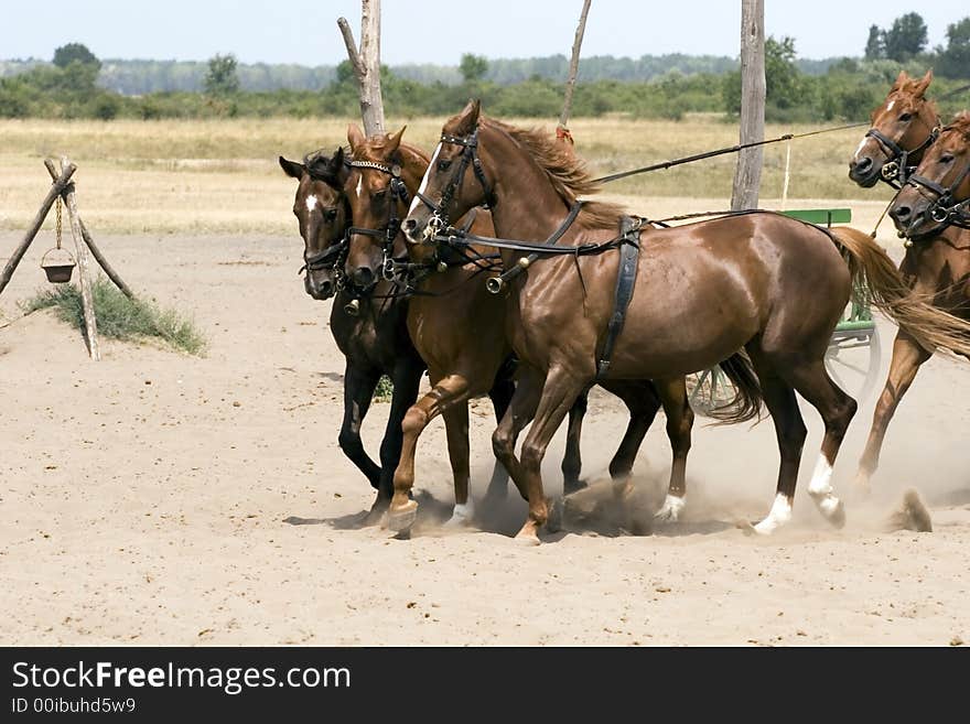 The Hungarian wrangler is ridding the horses on the fields