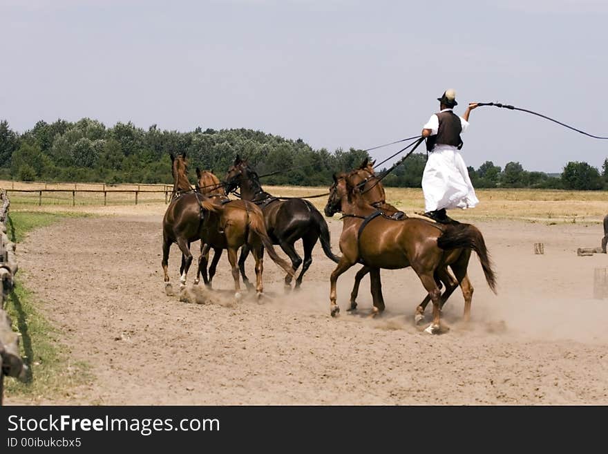 The Hungarian wrangler is ridding the horses on the fields