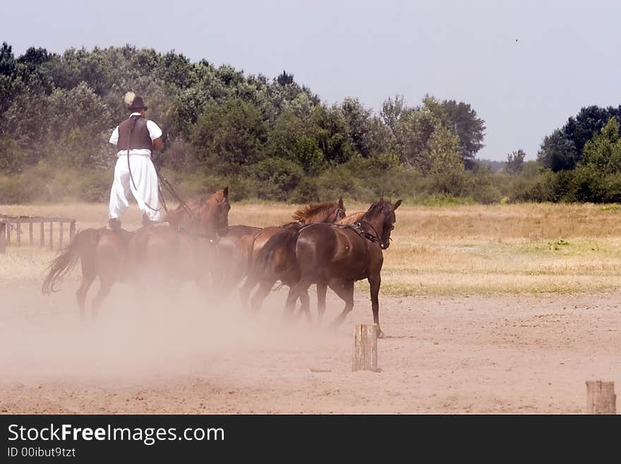 The Hungarian wrangler is ridding the horses on the fields