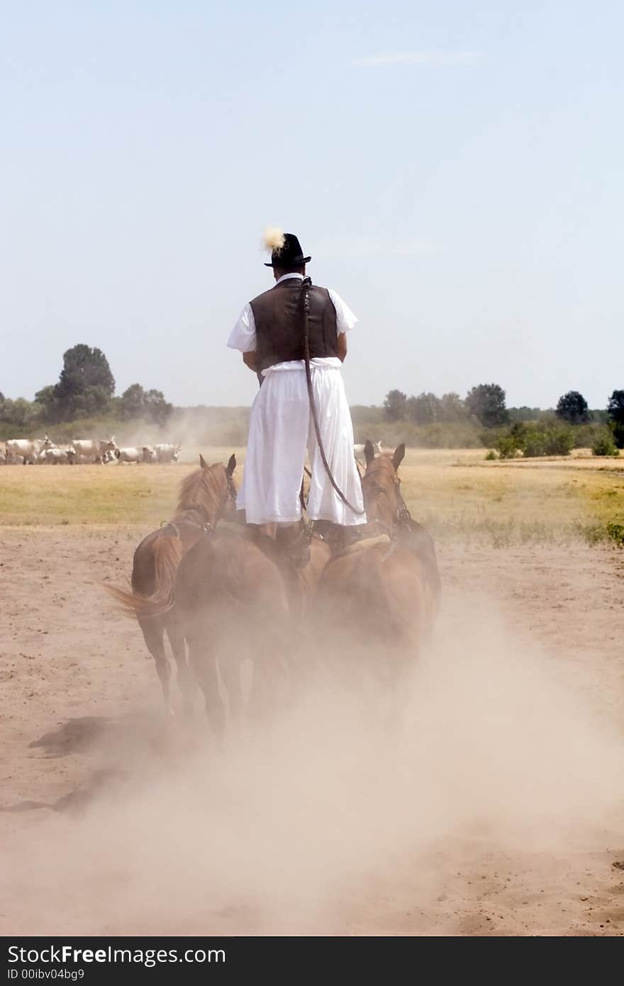 The Hungarian wrangler is ridding the horses on the fields