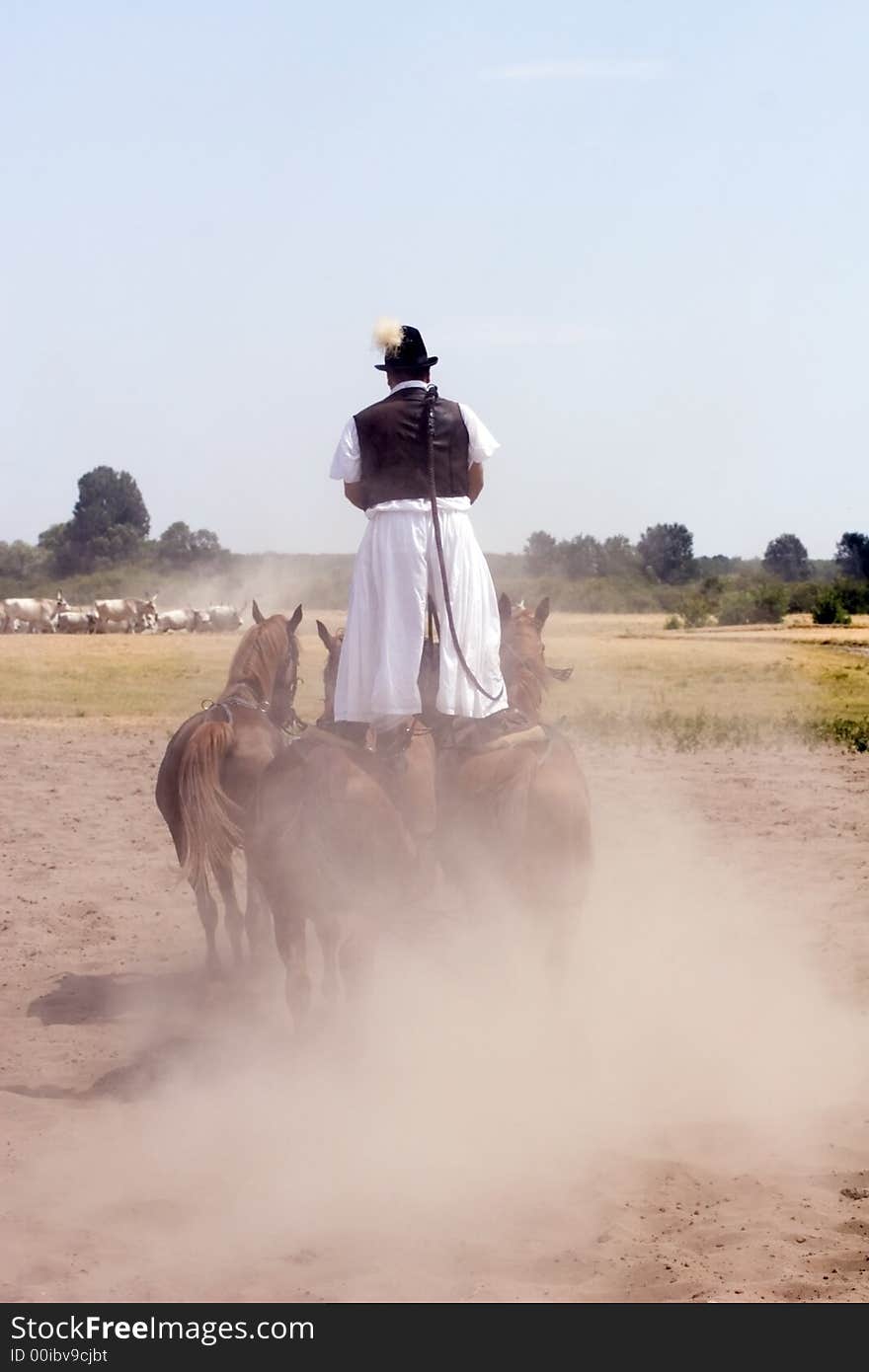 The Hungarian wrangler is ridding the horses on the fields