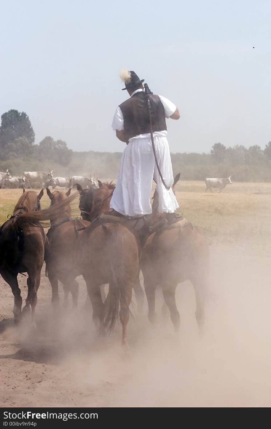 The Hungarian wrangler is ridding the horses on the fields