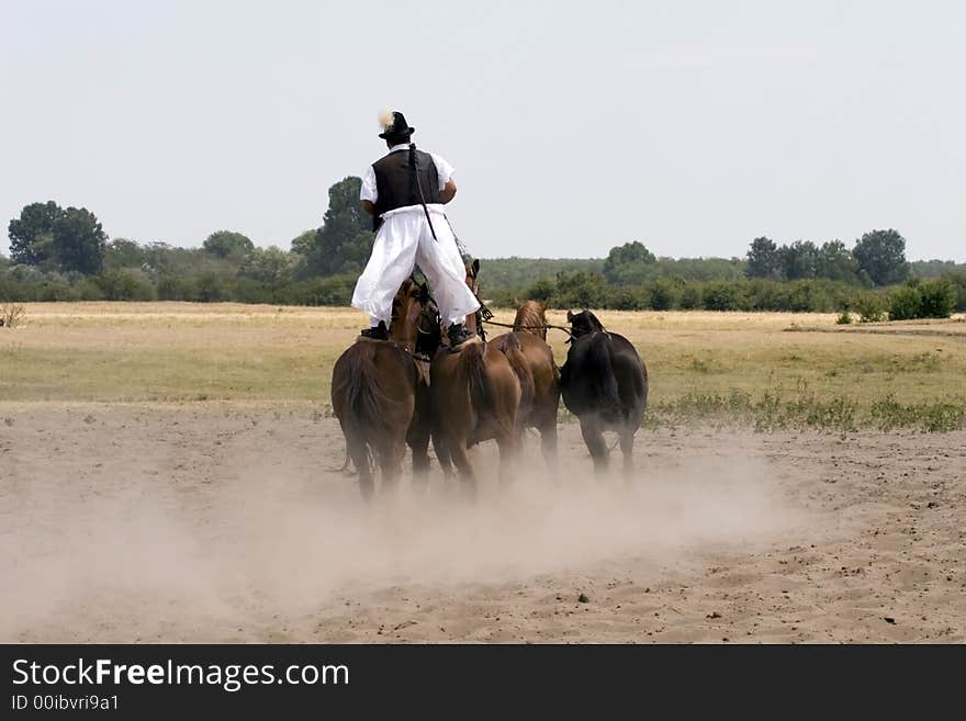 The Hungarian wrangler is ridding the horses on the fields