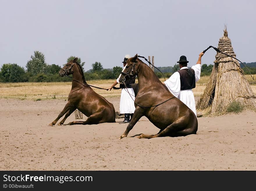 The Hungarian wrangler is ridding the horses on the fields