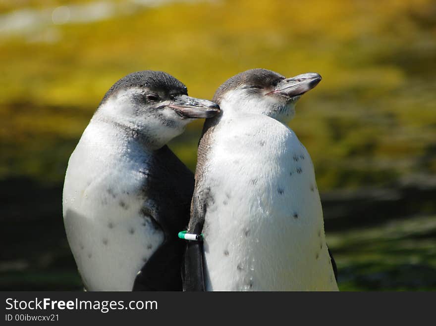 A sweet penguin couple in love. A sweet penguin couple in love...