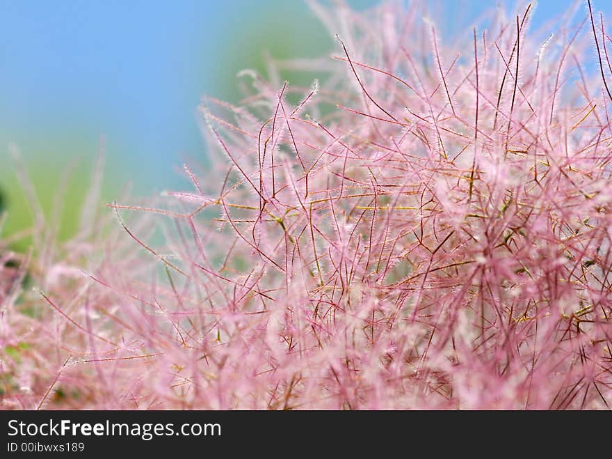 Pink japanese tree with blur background. Pink japanese tree with blur background