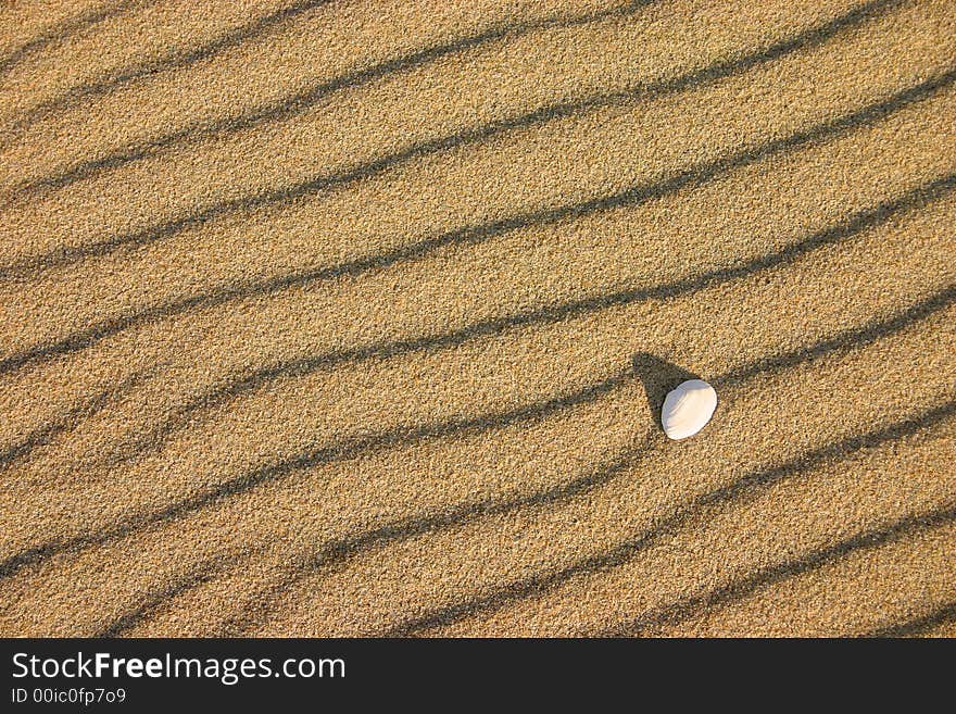 A pattern of small dunes and a shell by the sea shore. A pattern of small dunes and a shell by the sea shore.