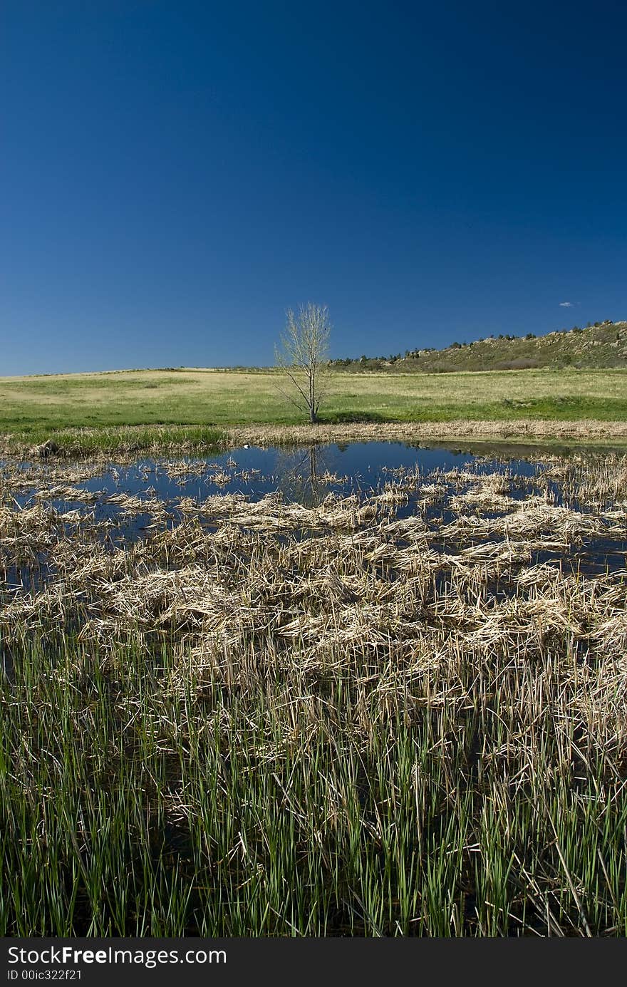 Distant bare tree with blue water pond in middle and reeds in foreground. Distant bare tree with blue water pond in middle and reeds in foreground