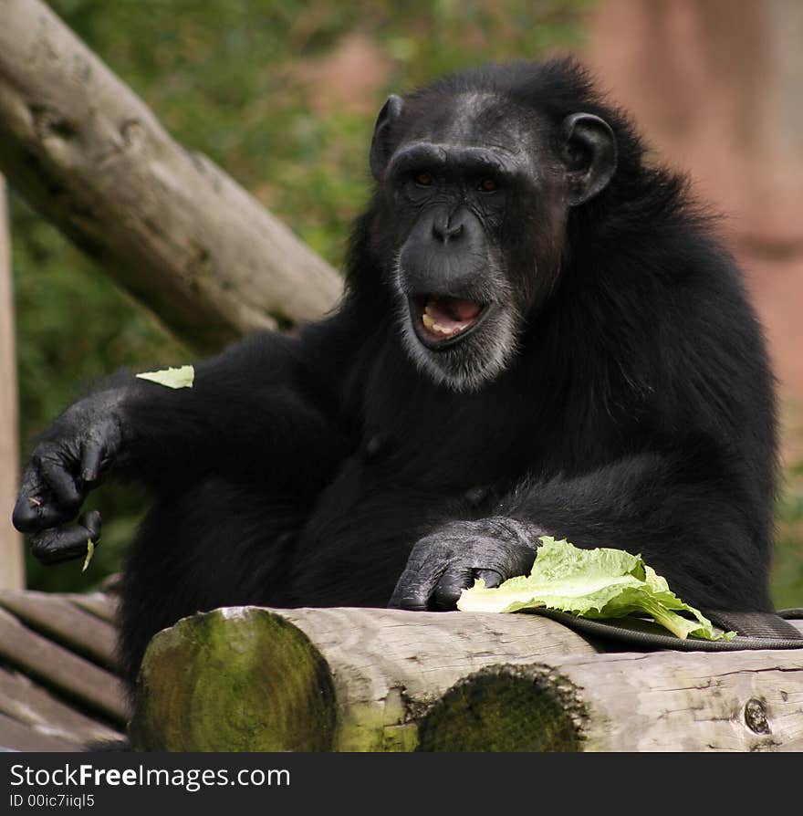 Chimpanzee sitting on platform with lettus. Chimpanzee sitting on platform with lettus