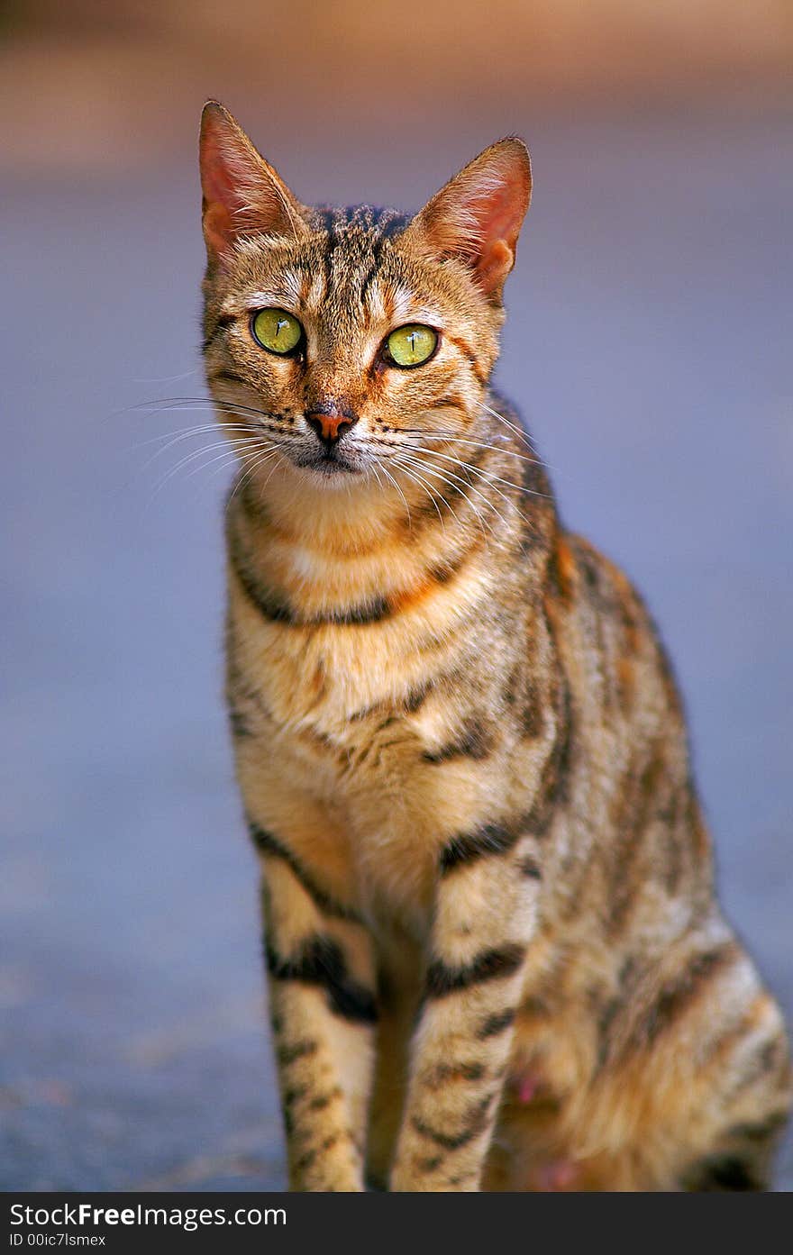 Portrait of a beautiful street cat. Portrait of a beautiful street cat