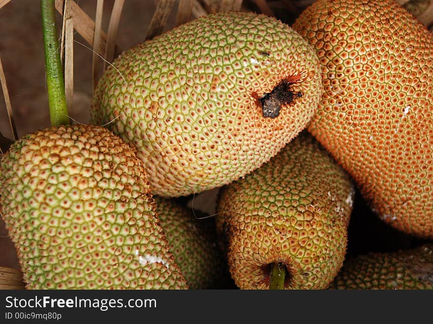 Jackfruits in the garden