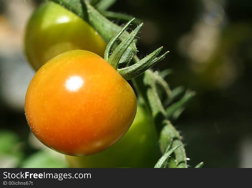 Close up of a fresh tomato