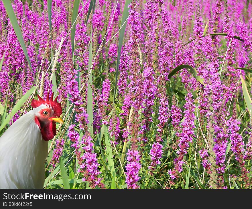 A rooster wanders off into the wildflowers of wetlands. A rooster wanders off into the wildflowers of wetlands