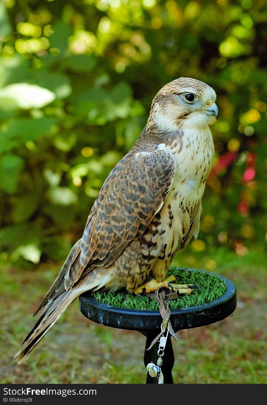 Portrait of falcon with the background of green leaves