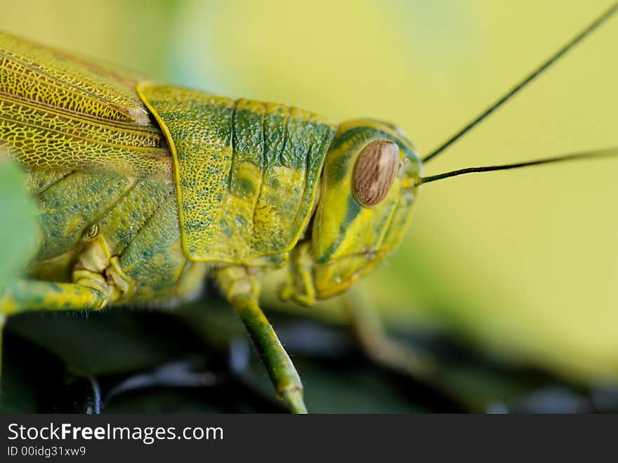 Green color grasshopper