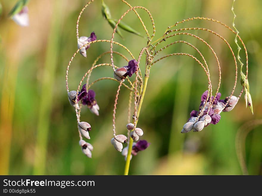 Purple flowers in the park