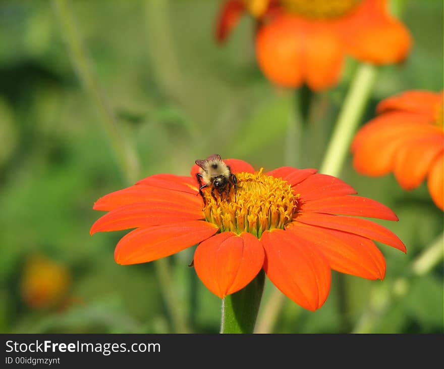 Shot of a honey bee pollinating a red composite flower. Shot of a honey bee pollinating a red composite flower