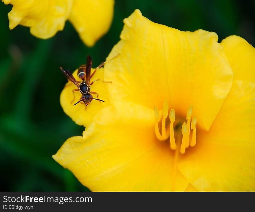 Wasp on Flower