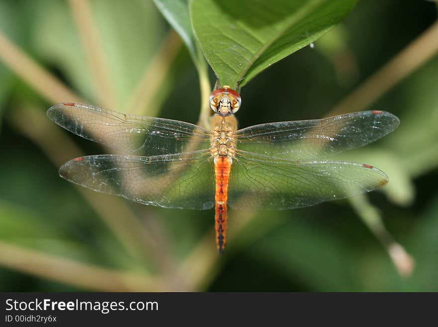 A nice specimen of a dragonfly in the wild parks of Shanghai hanging on a leaf. A nice specimen of a dragonfly in the wild parks of Shanghai hanging on a leaf.