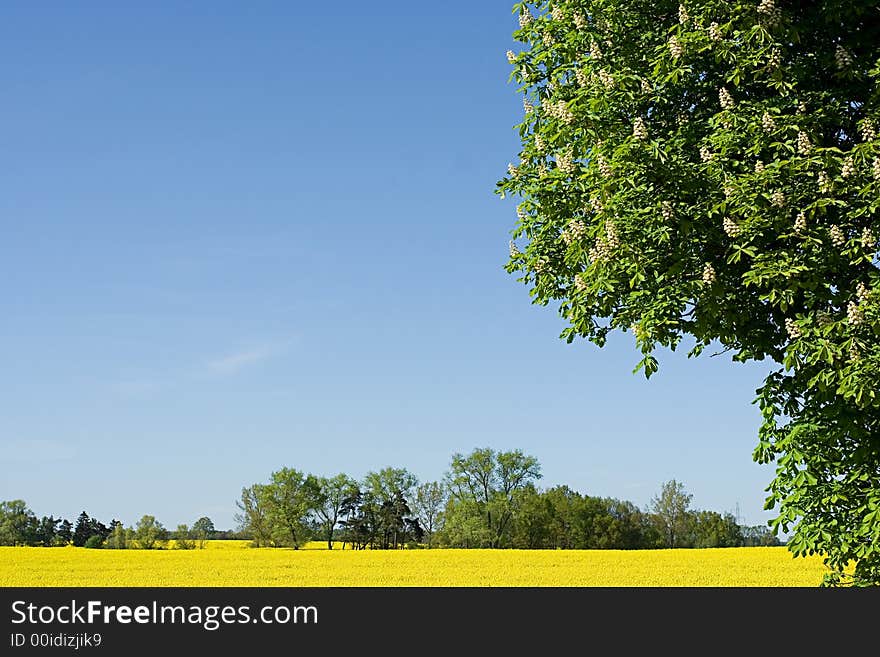 Spring in central Europe, yellow fields of rape, spring trees. Spring in central Europe, yellow fields of rape, spring trees