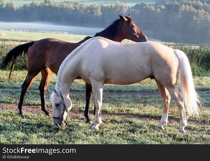 Horses out at grass