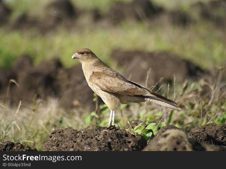 Young bird of prey standing still. Young bird of prey standing still