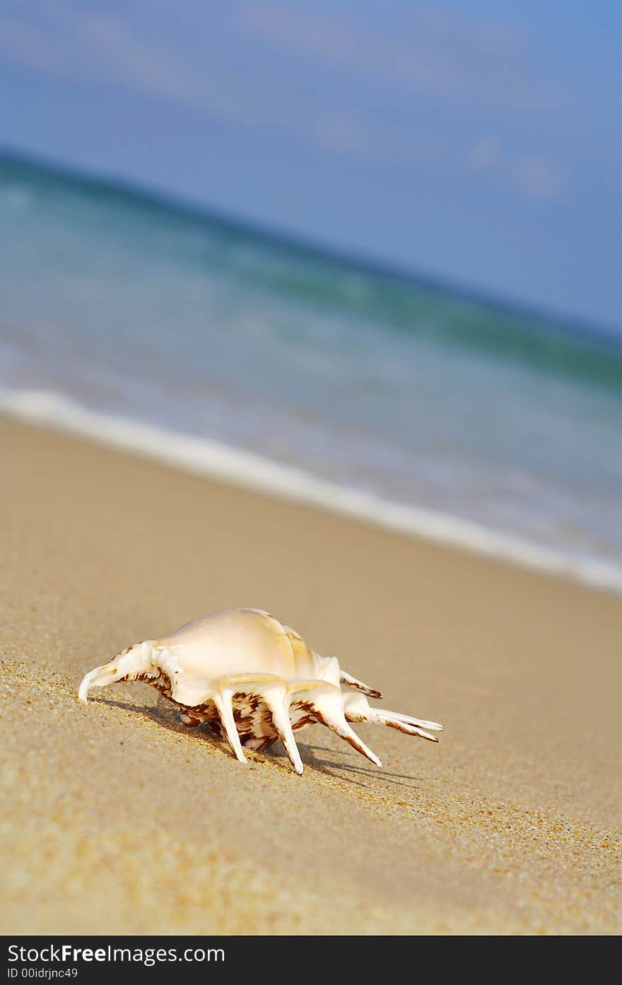 View of lonely nice shell on empty sandy beach. View of lonely nice shell on empty sandy beach