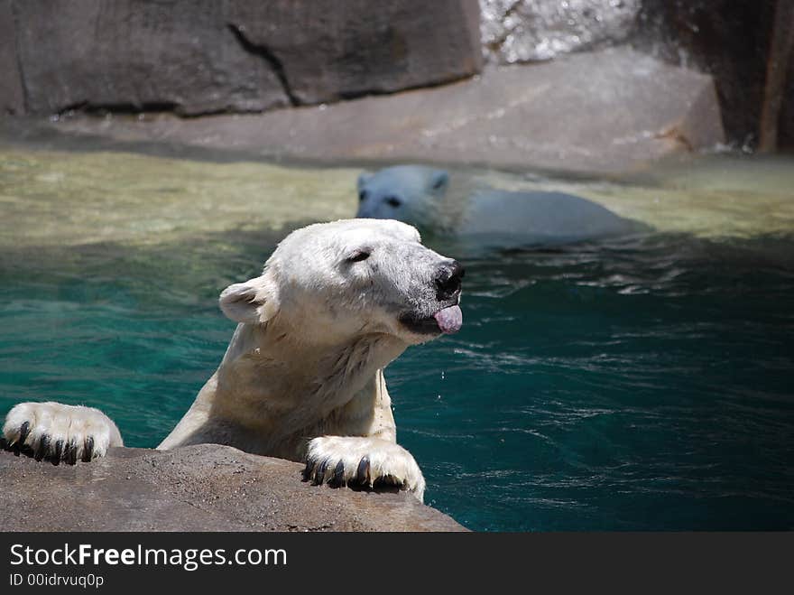 Polar Bear