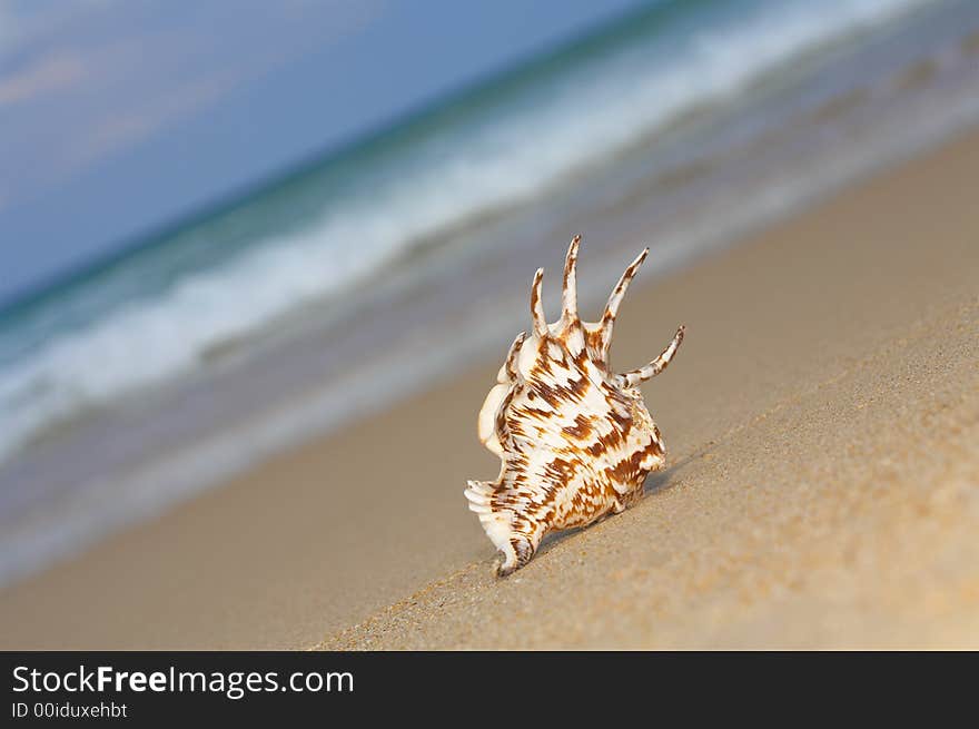 View of lonely nice shell on empty sandy beach. View of lonely nice shell on empty sandy beach