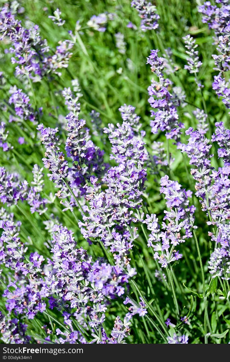 Lavender