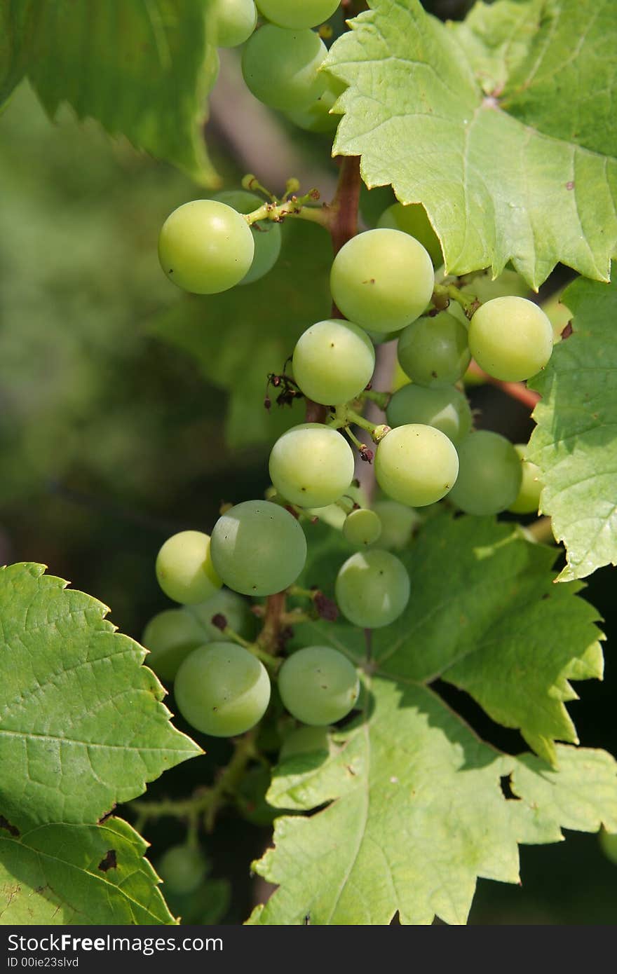 Green Grape