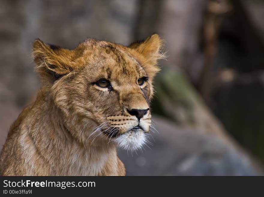 Close-up of a lion cub