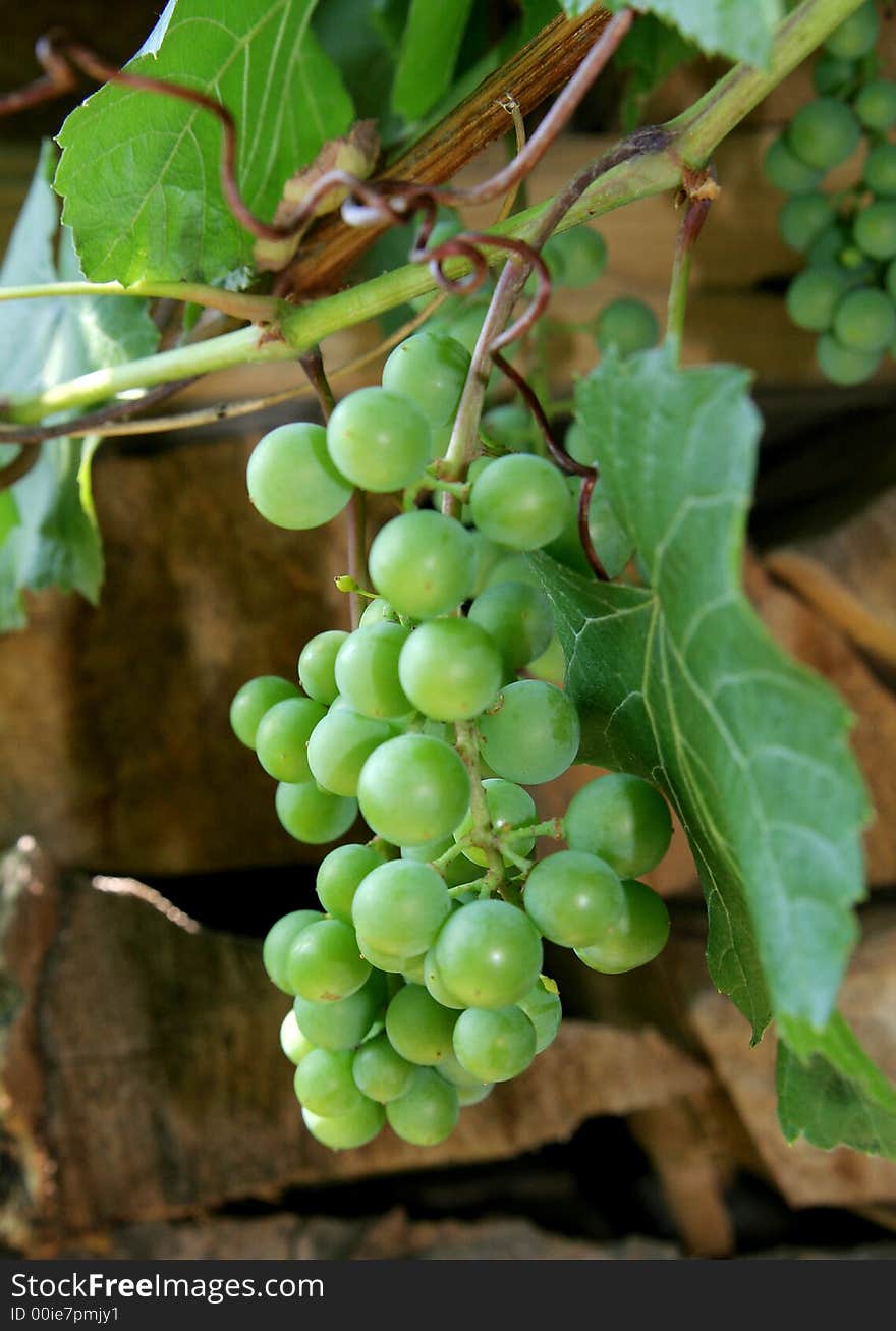 Green Grape