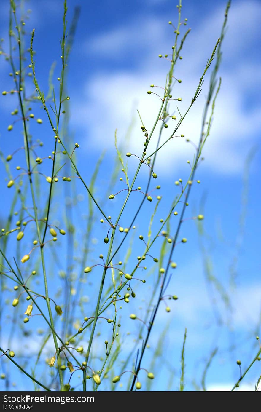 A green asparagus stem against sky background.