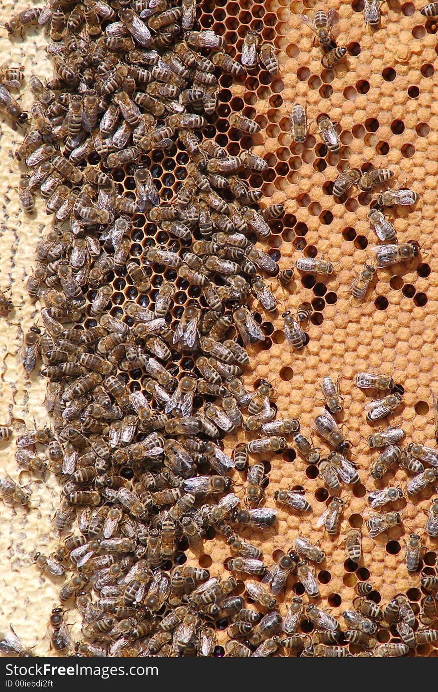 An image of working bees