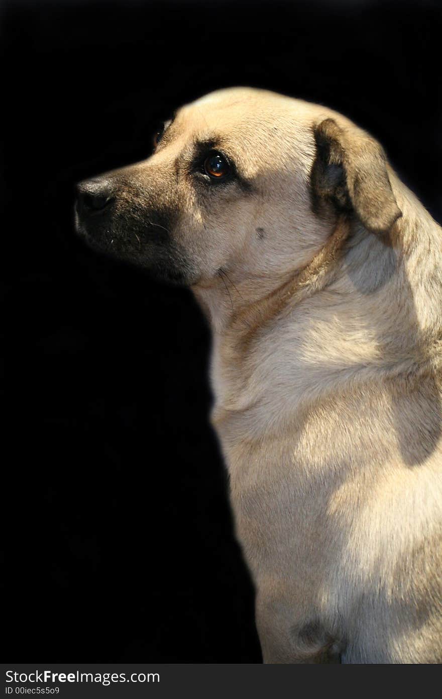 A serene dog portrait on a black background