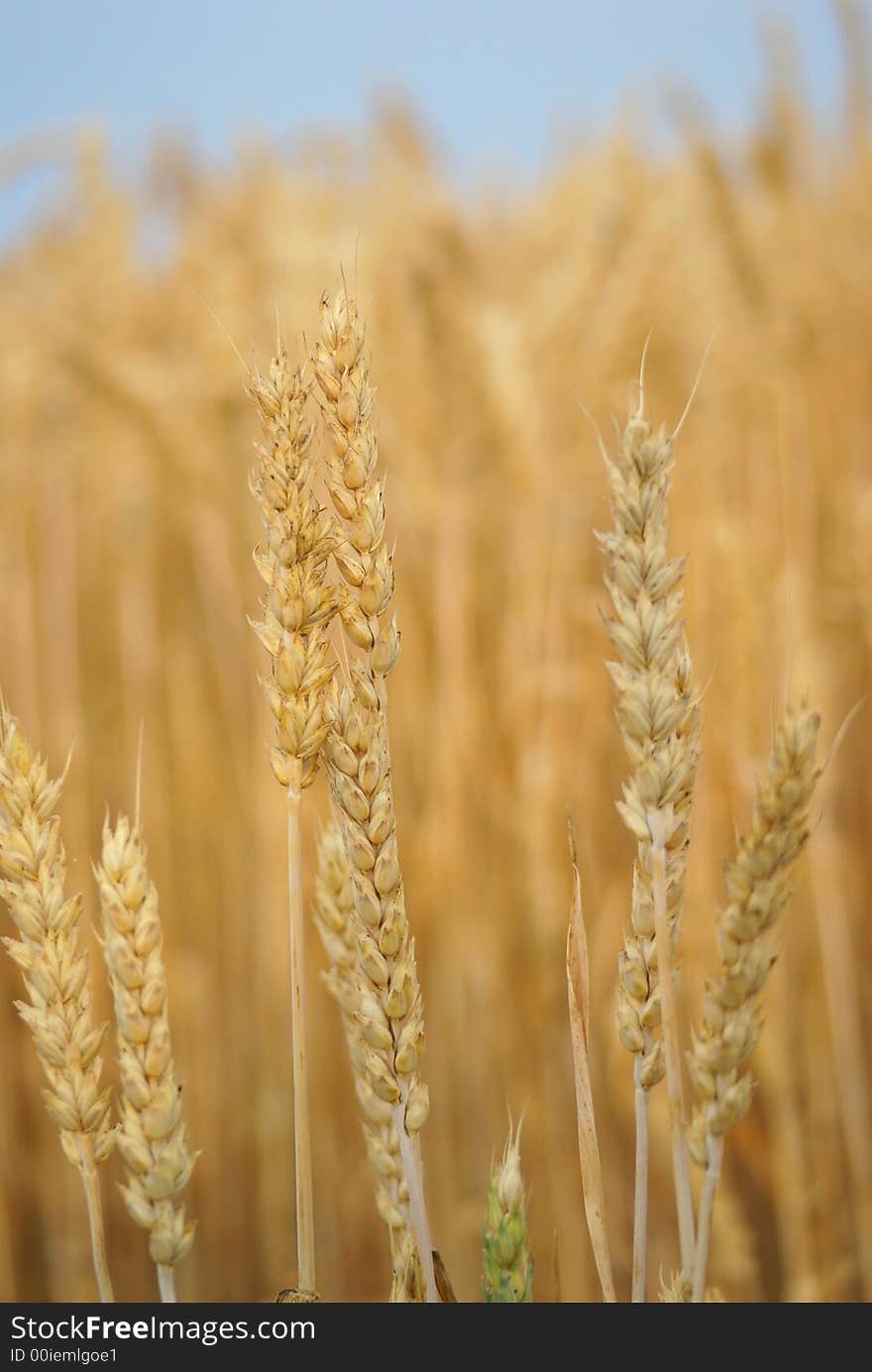 Wheat stalk