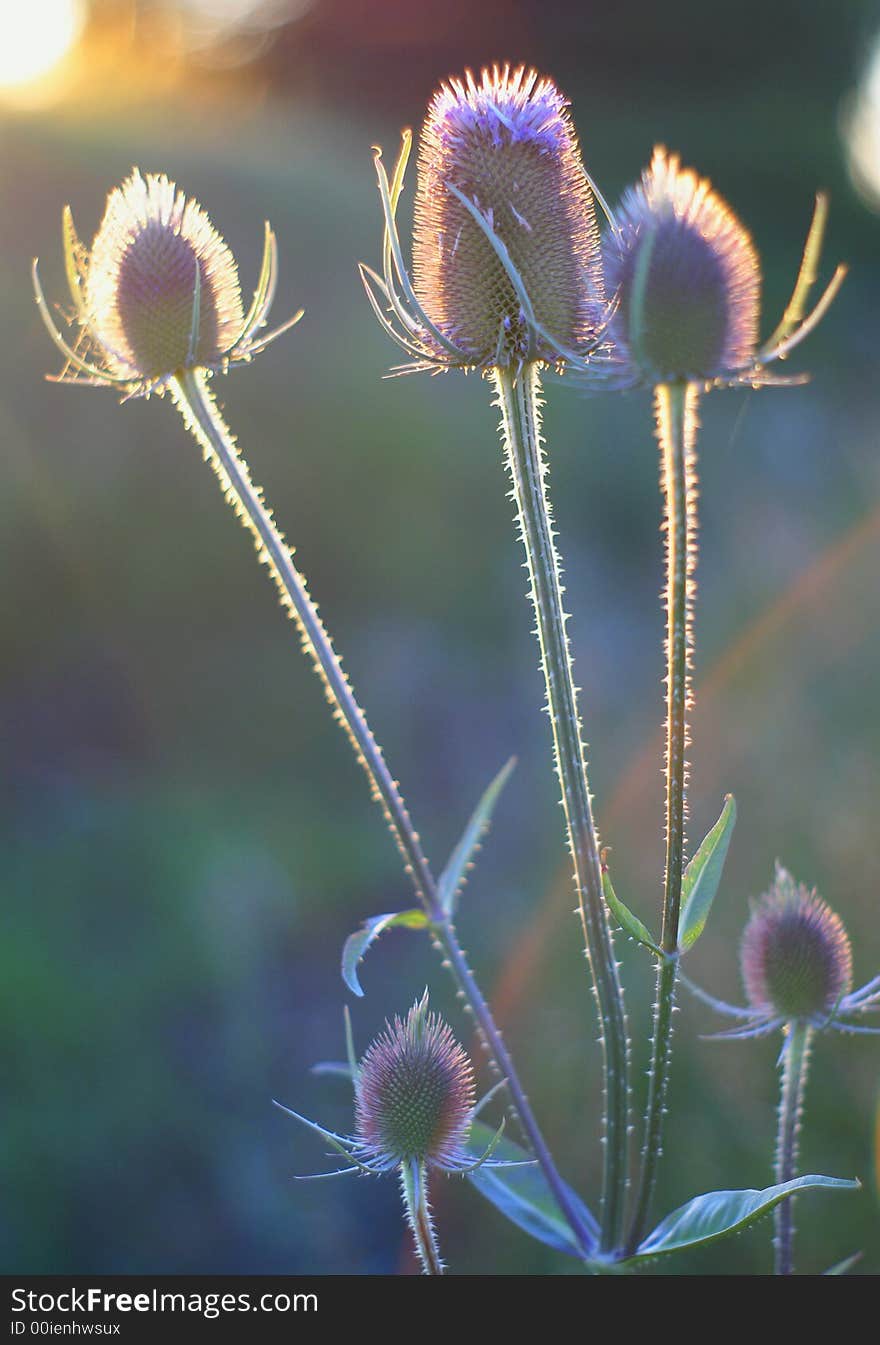 Field flower