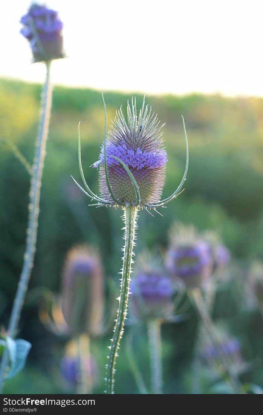 Nice and beatiful flower in the field. Nice and beatiful flower in the field