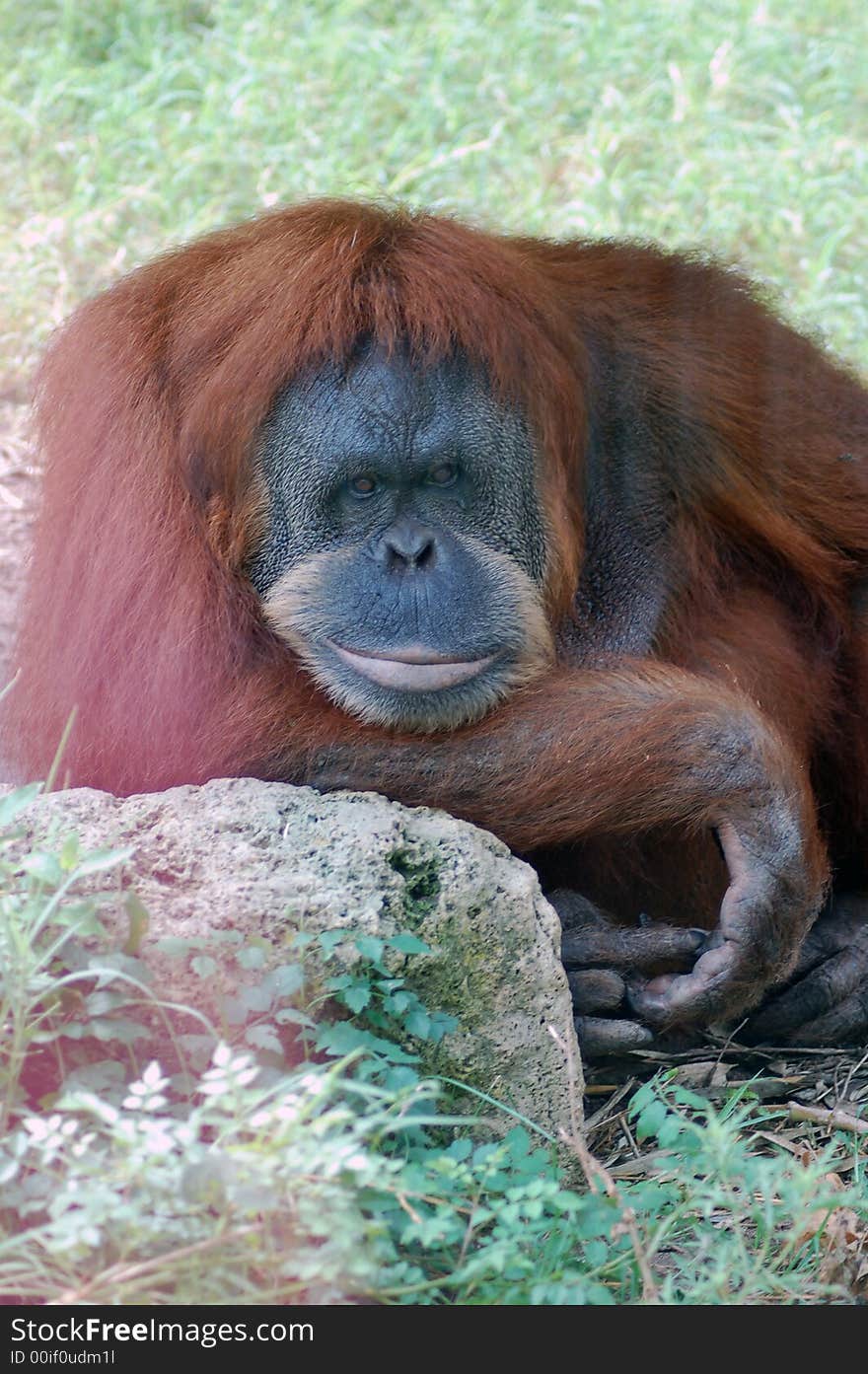 Orangutan Smile