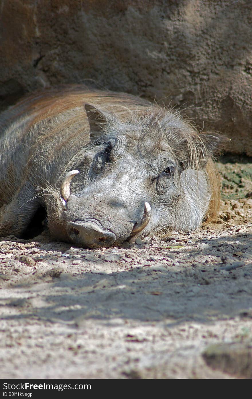 Warthog resting in the mud. Warthog resting in the mud