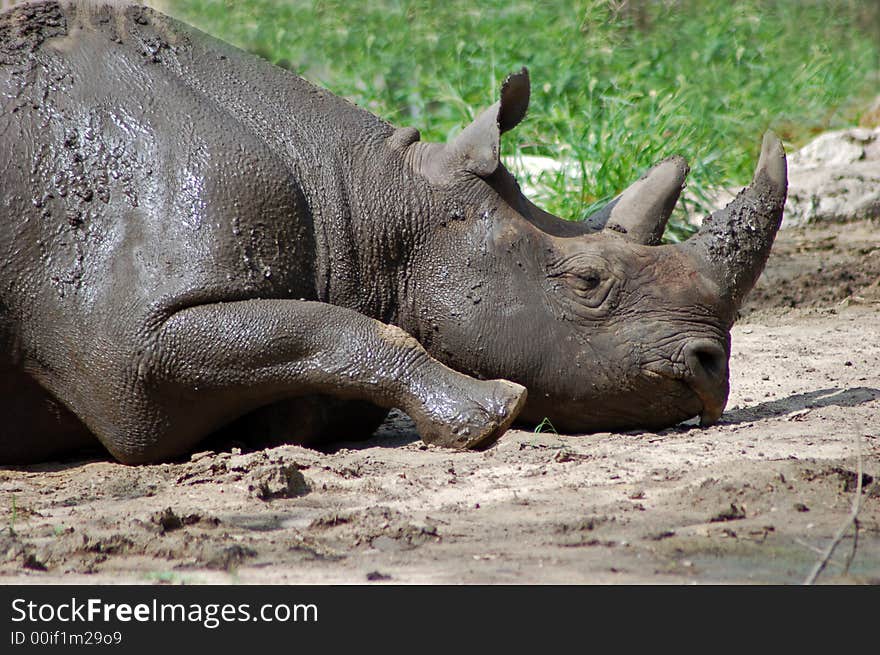 Muddy Rhino